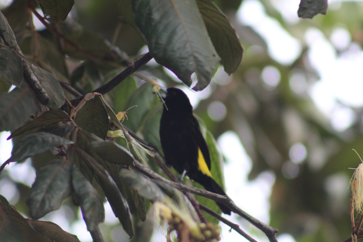 Flame-rumped Tanager - ML618856417