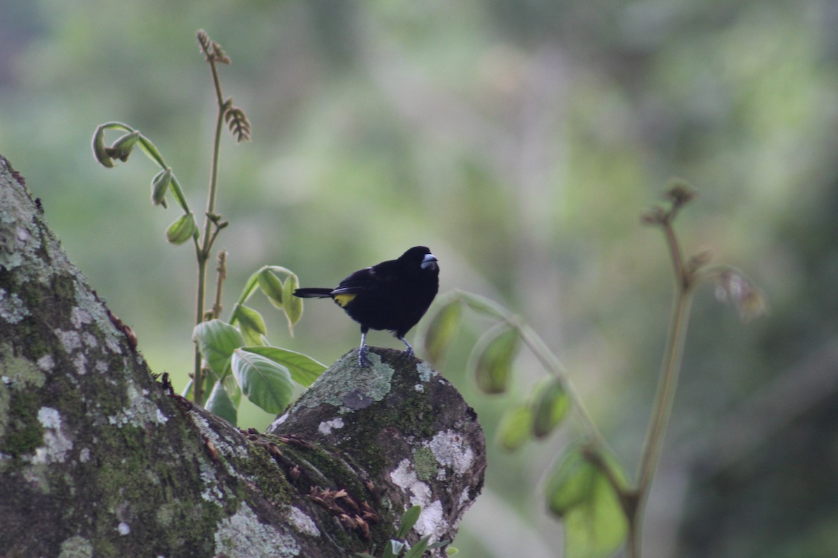 Flame-rumped Tanager - ML618856419