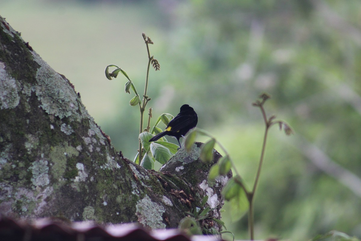 Flame-rumped Tanager - Luis Quisobony Rengifo