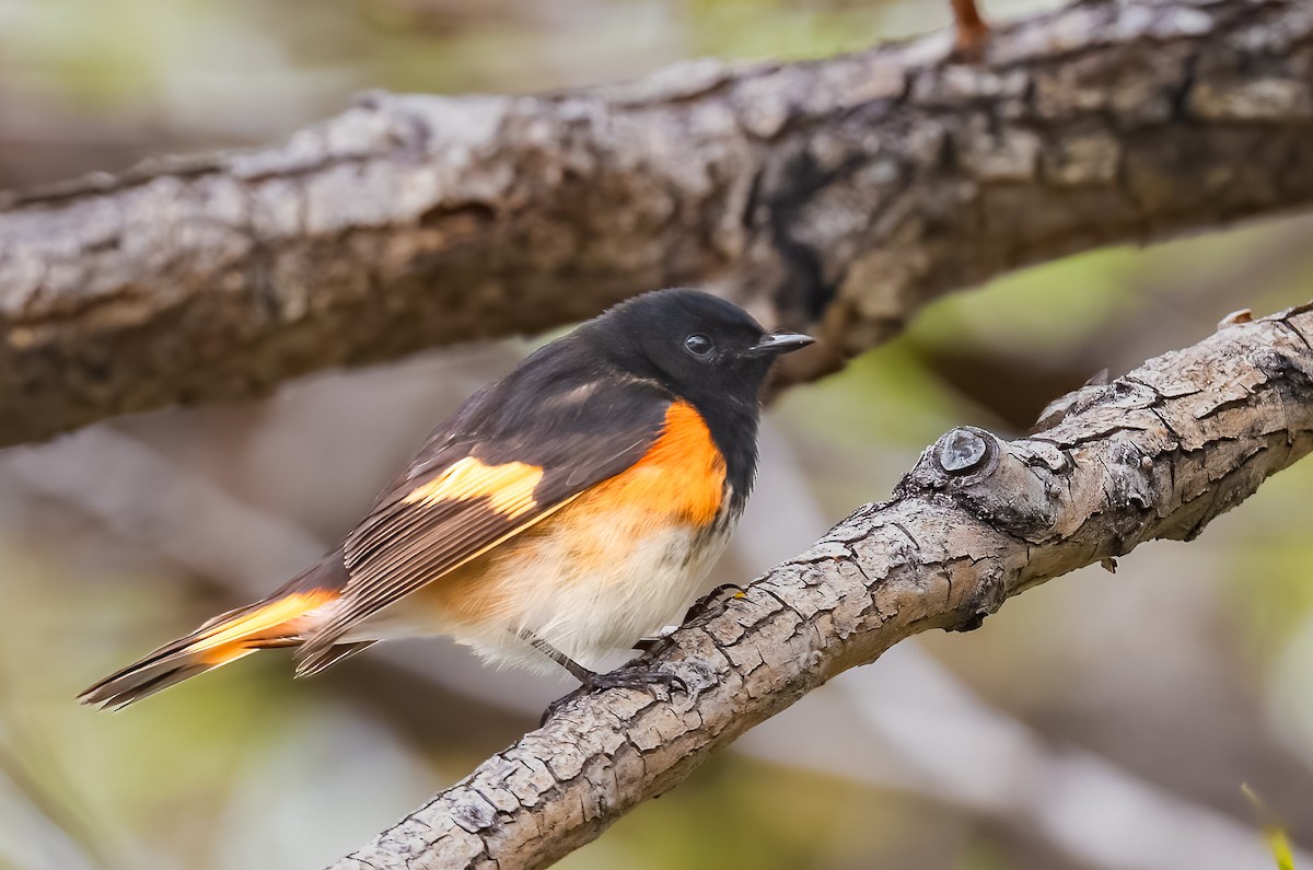 American Redstart - Jim Merritt