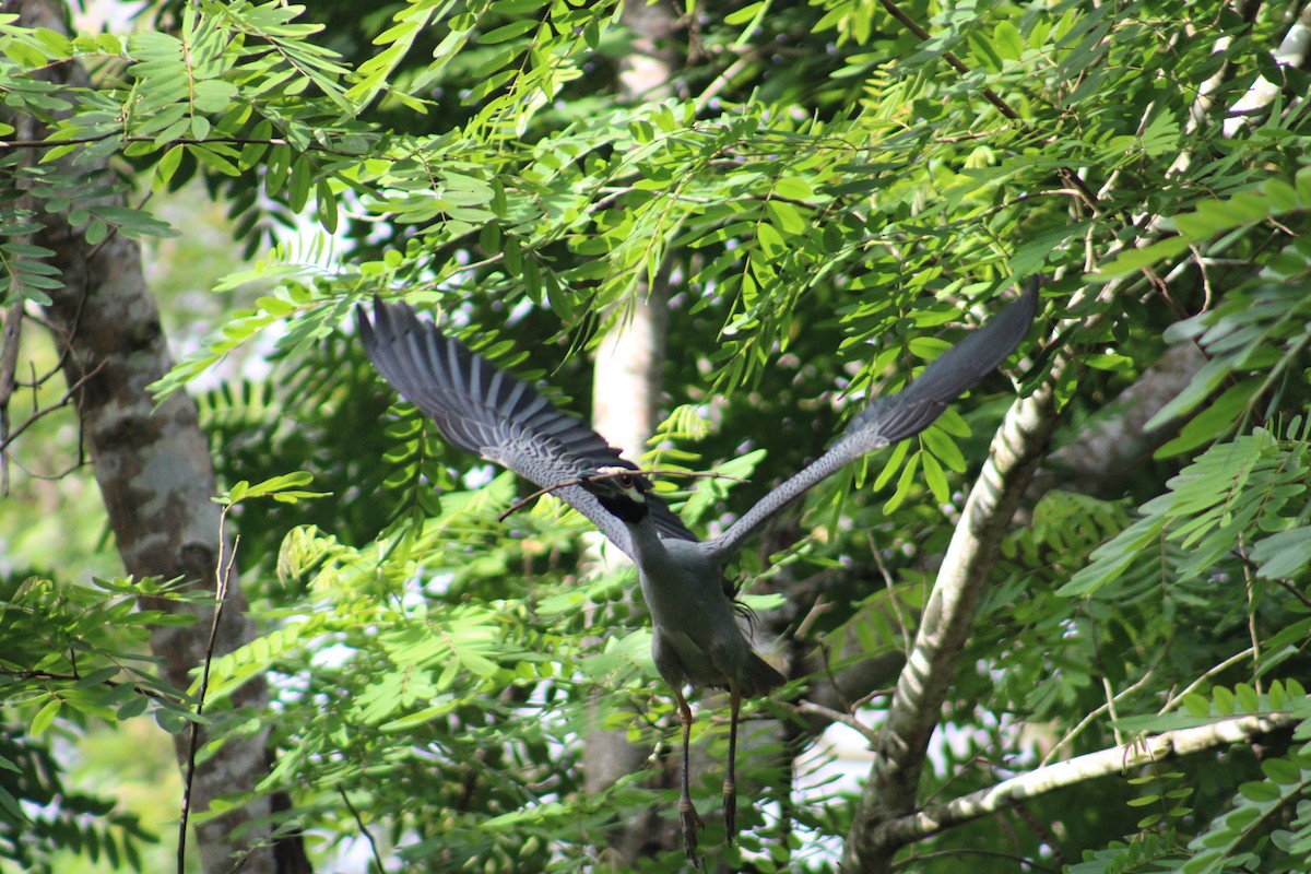 Yellow-crowned Night Heron - Damaris Cardona Aponte