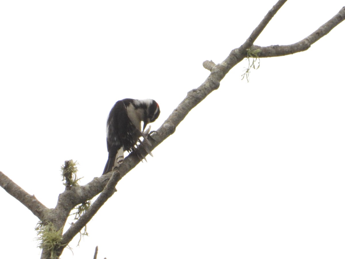 Downy Woodpecker - ML618856434