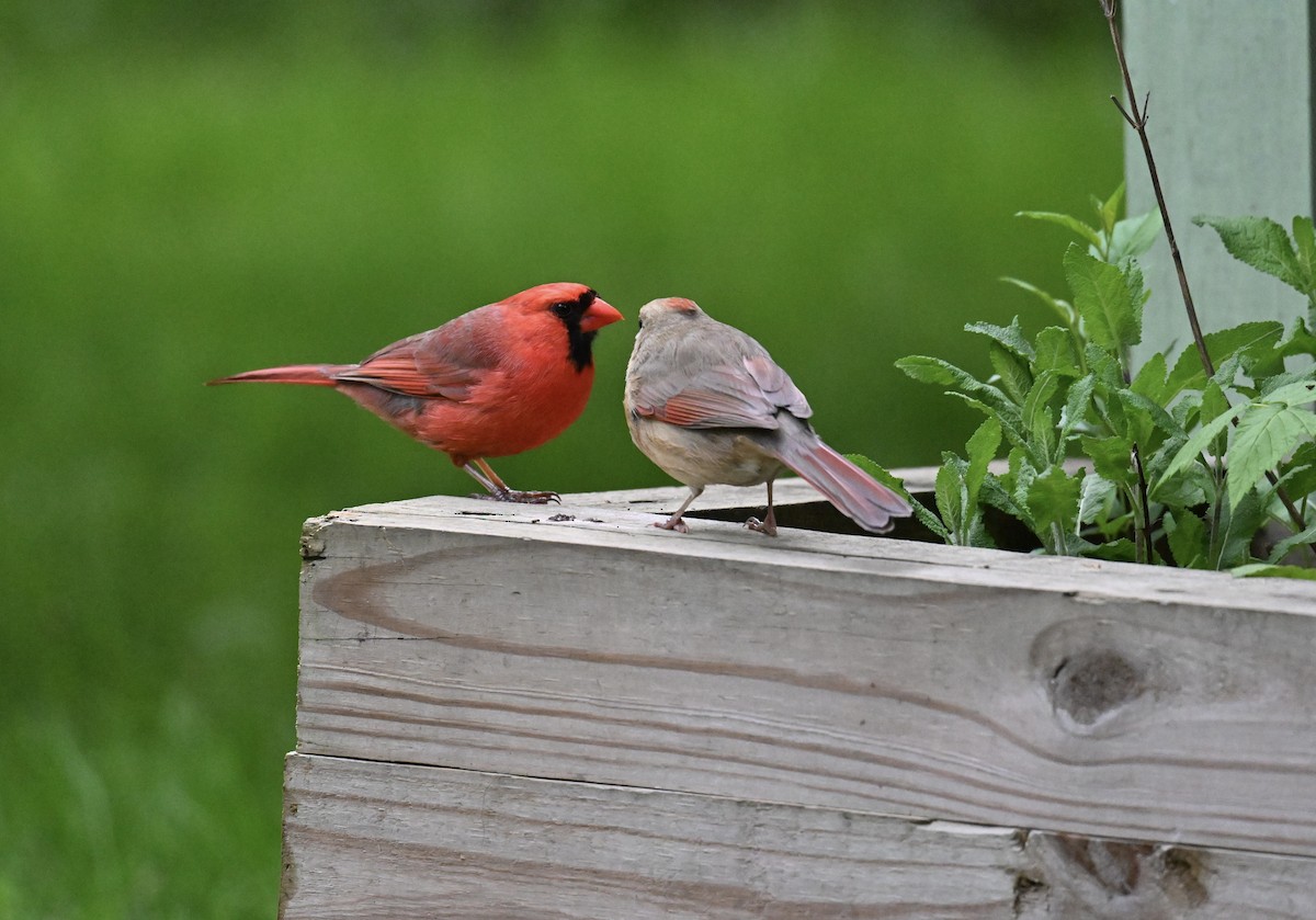 Northern Cardinal - Nui Moreland