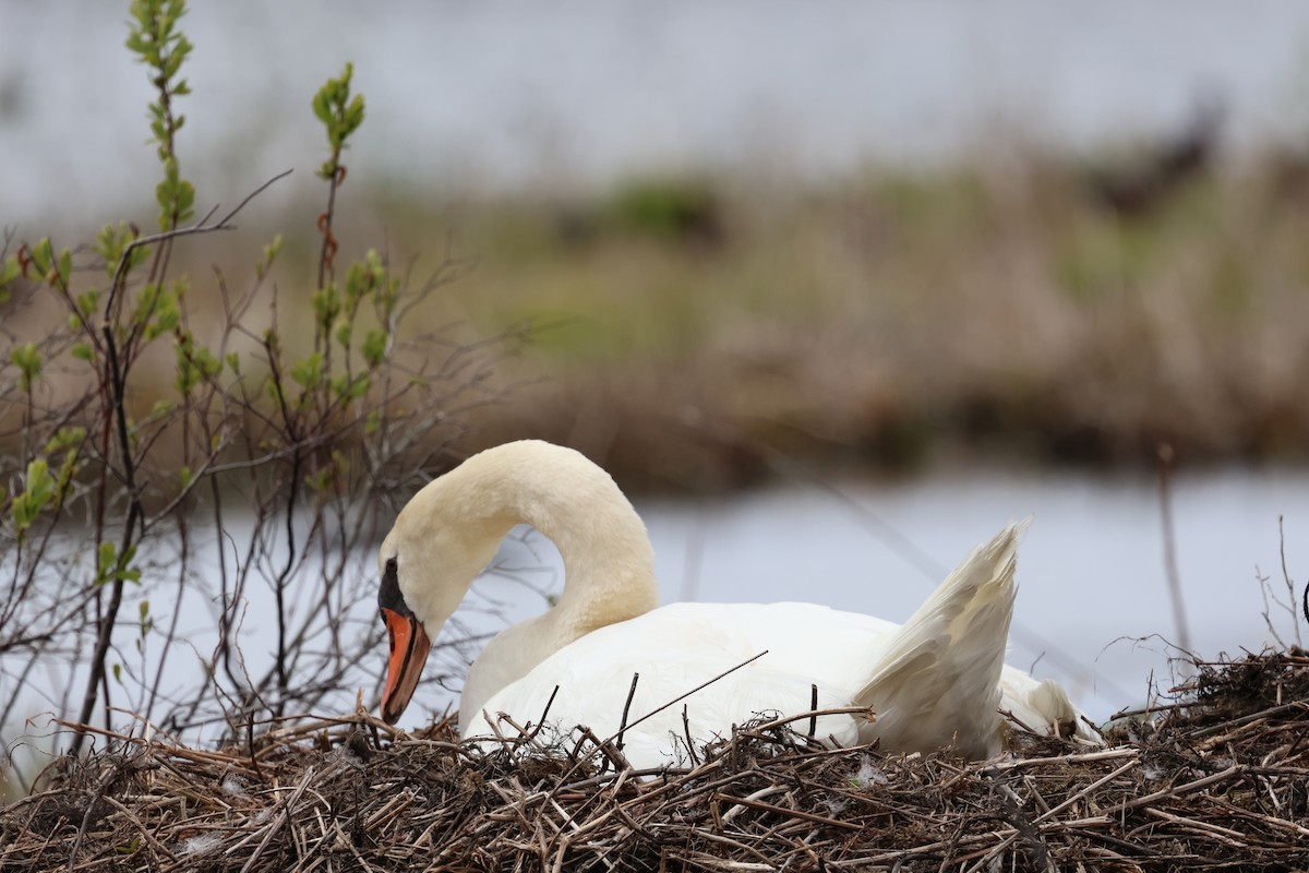 Mute Swan - Lisa Goodwin