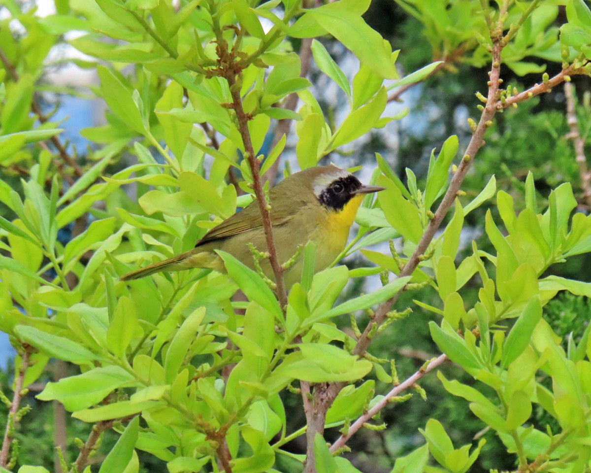 Common Yellowthroat - ML618856445