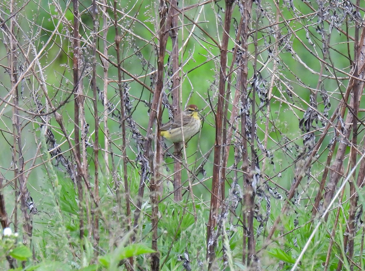 Palm Warbler - Corvus 𓄿