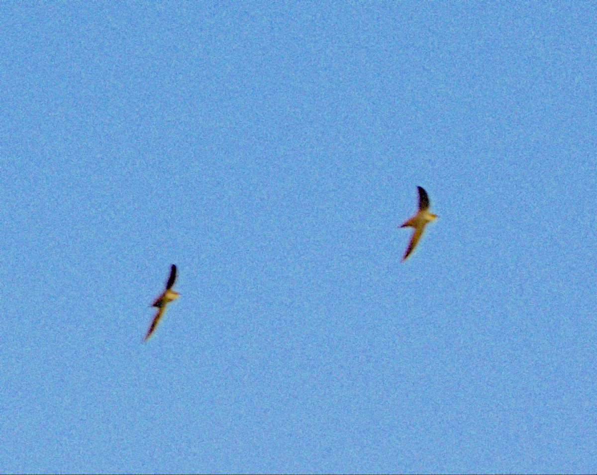 Chimney Swift - John McConnell