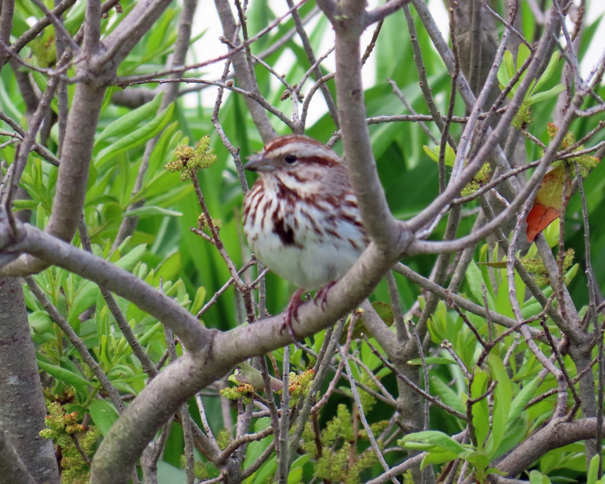 Song Sparrow - ML618856465