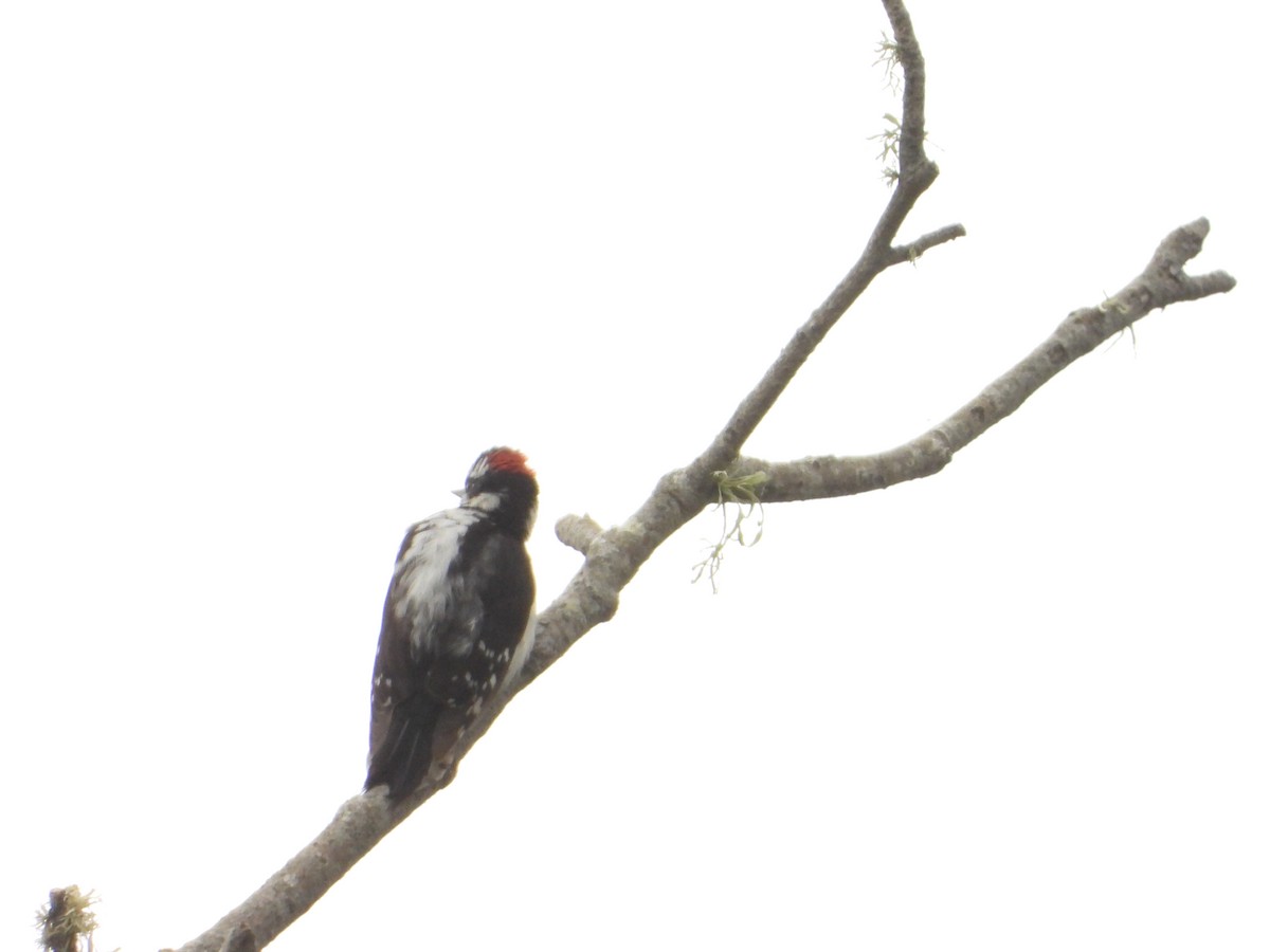 Downy Woodpecker - Bill Holland