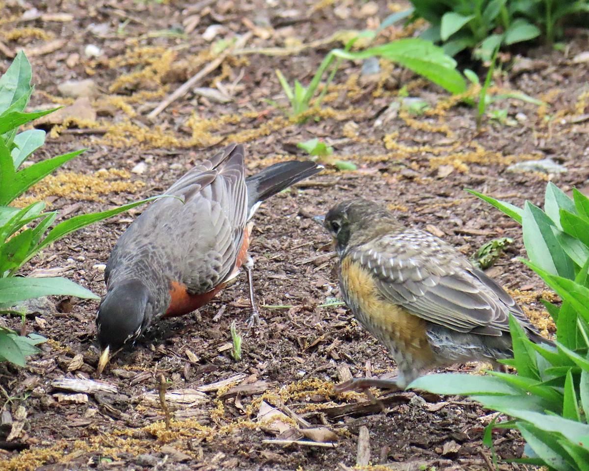 American Robin - ML618856479