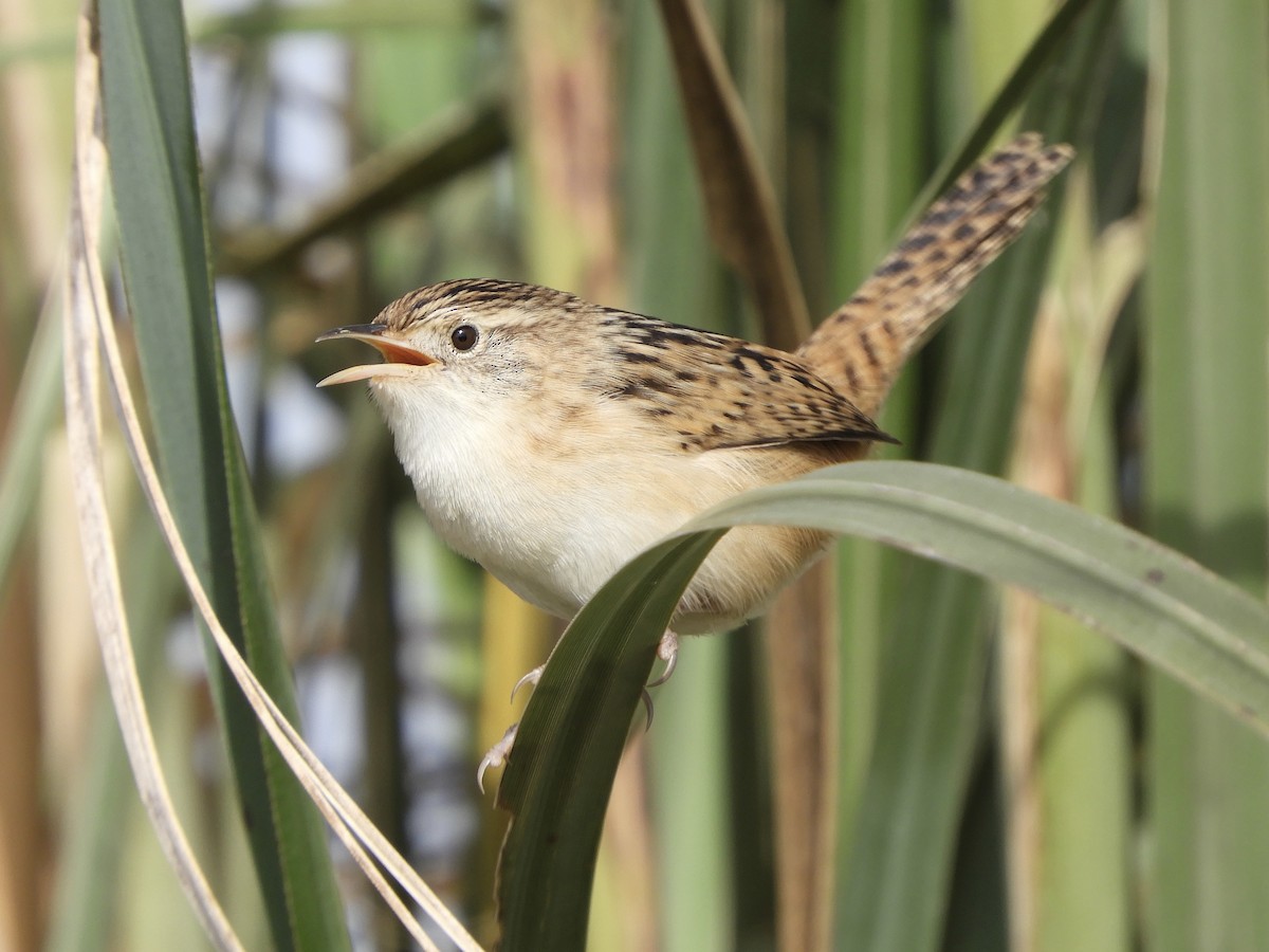 Grass Wren - Franco Palandri