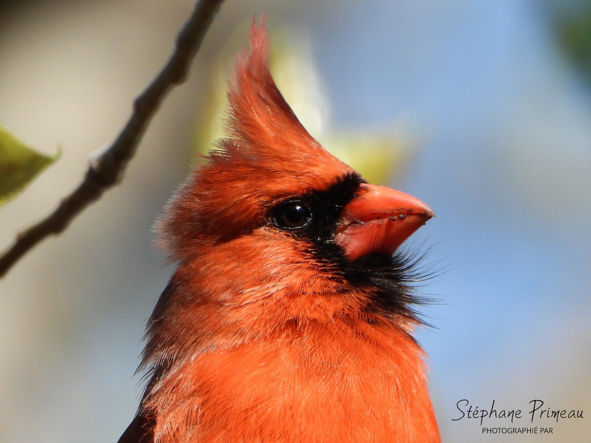 Northern Cardinal - Stéphane Primeau