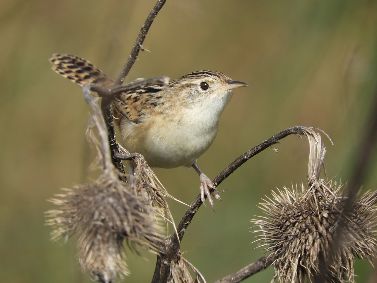 Grass Wren - Franco Palandri