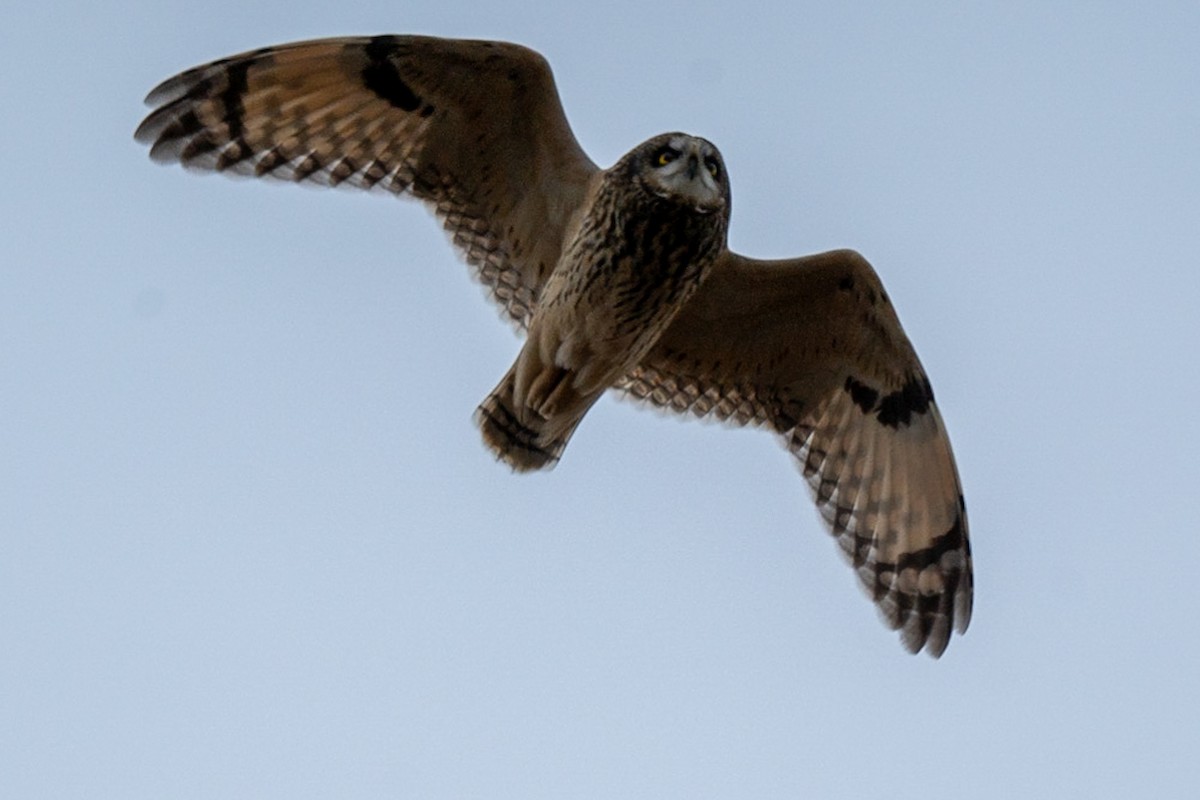 Short-eared Owl - Marcus Müller