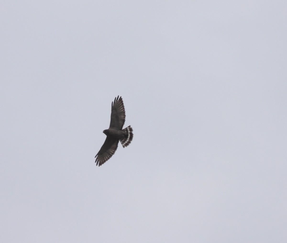 Broad-winged Hawk - Michelle Bélanger