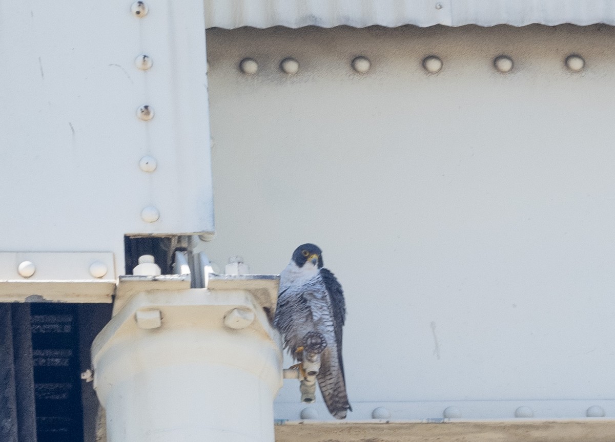 Peregrine Falcon - Mark Rauzon