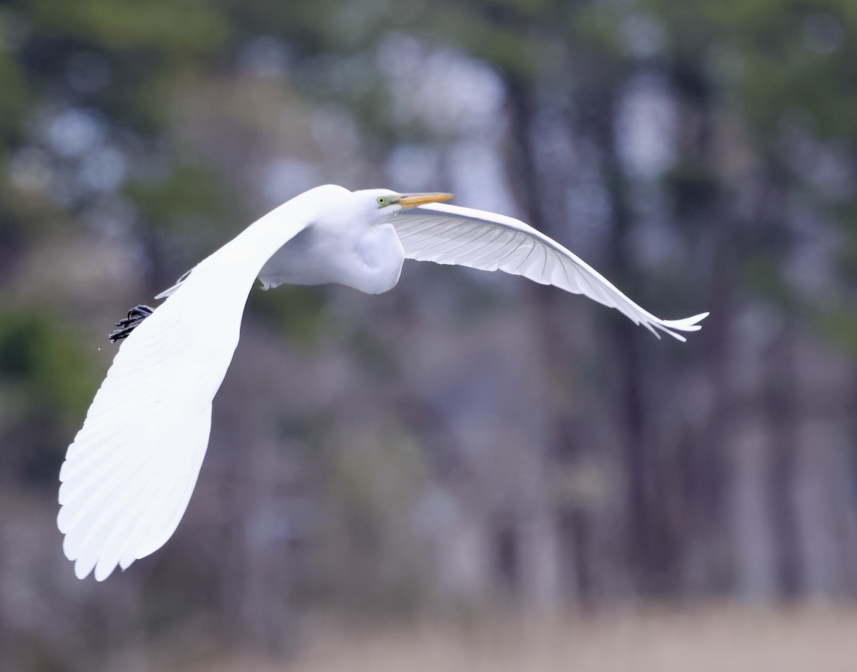 Great Egret - Lisa Goodwin