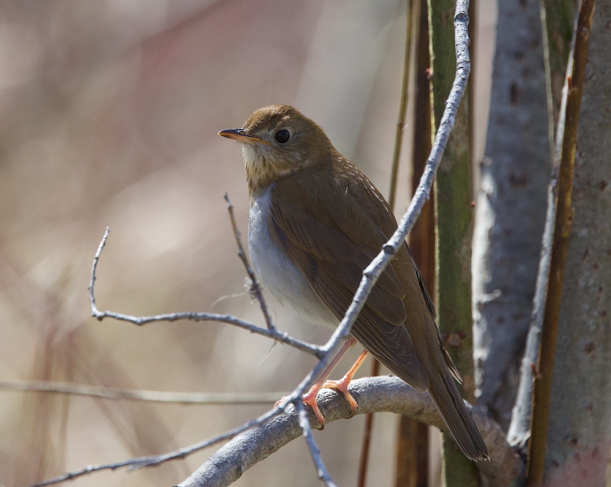 Veery - Michel Proulx