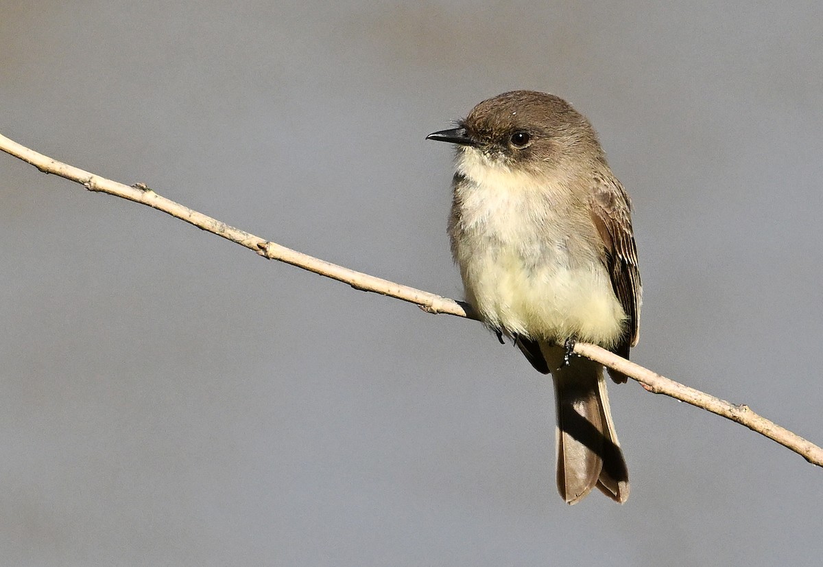 Eastern Phoebe - Wayne Oakes