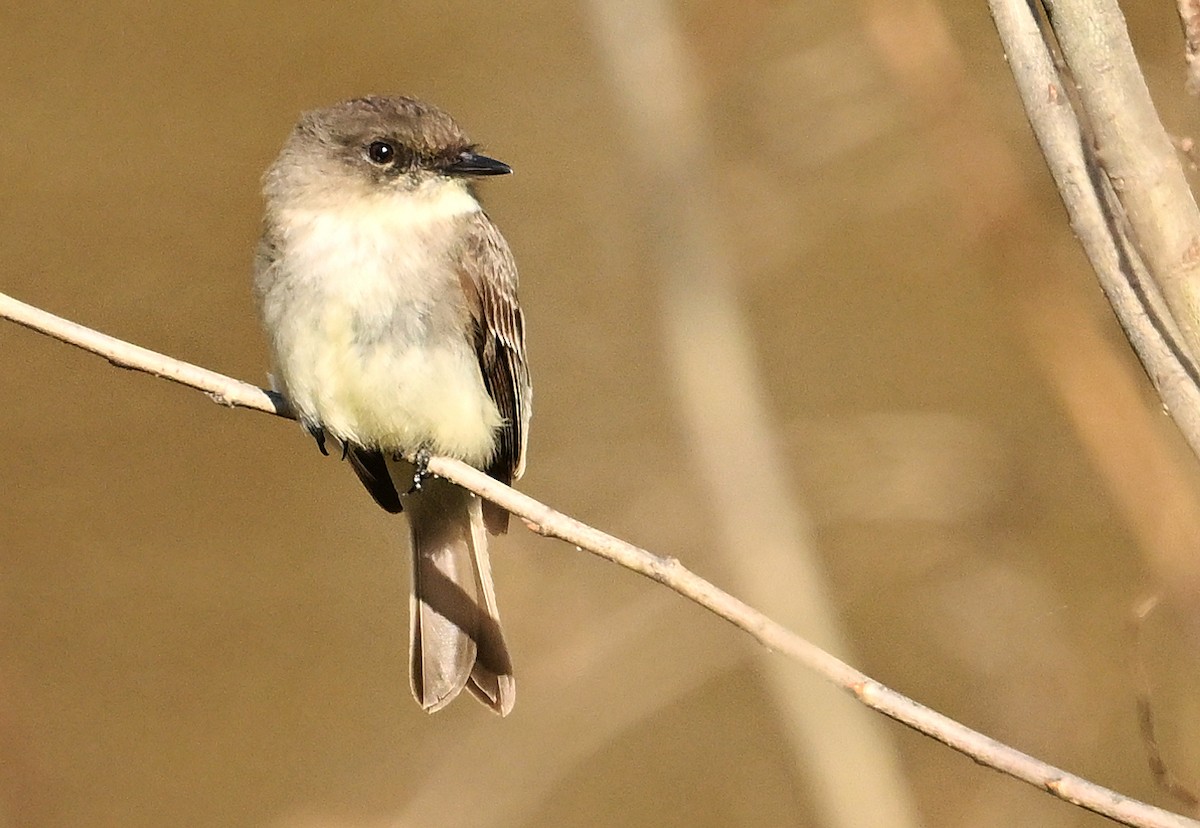 Eastern Phoebe - Wayne Oakes