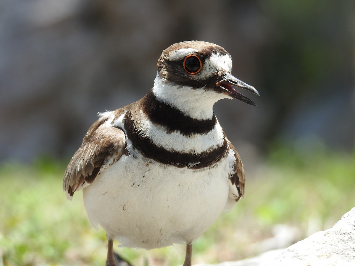 Killdeer - Nicolás Díaz Pérez