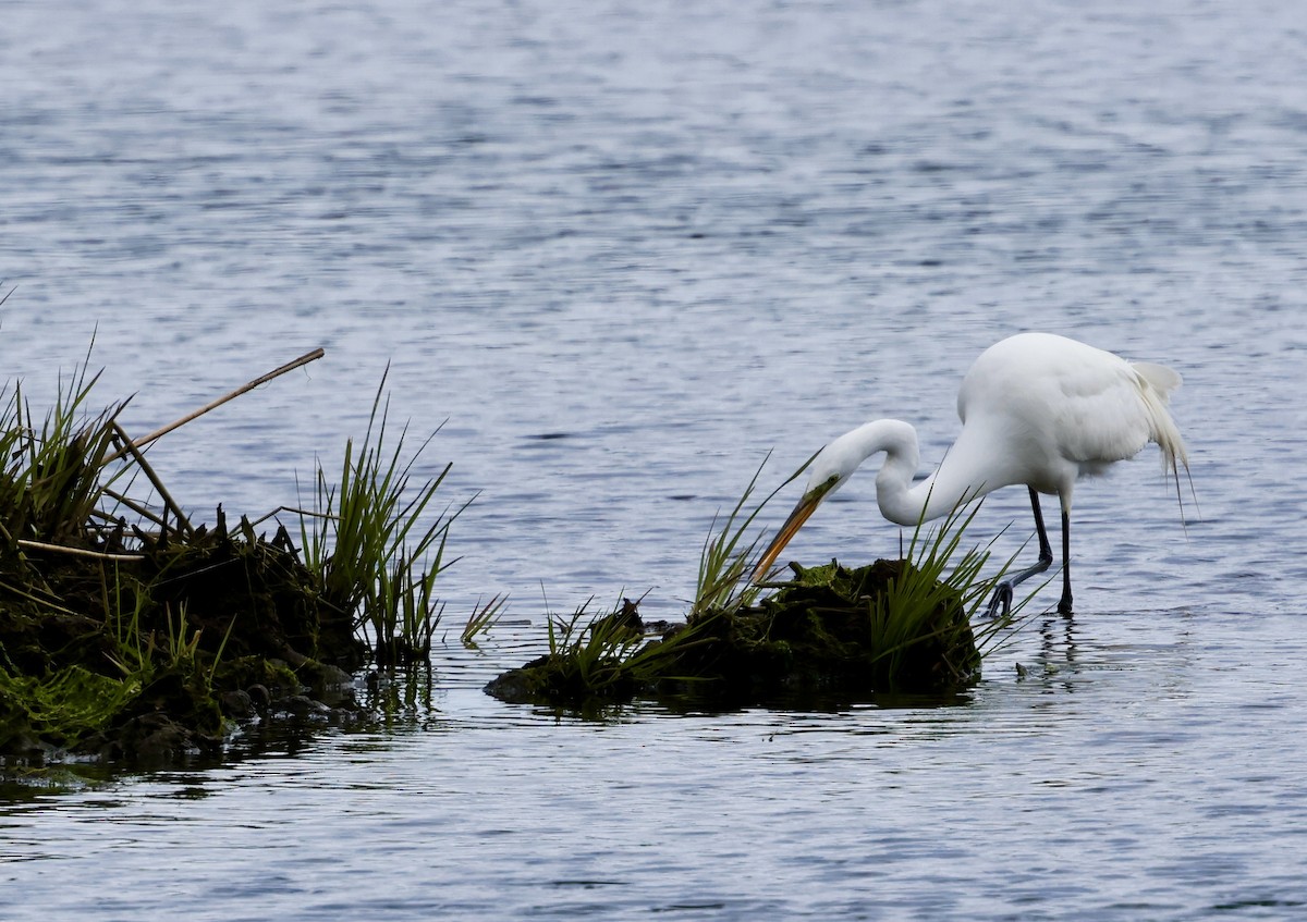 Great Egret - Lisa Goodwin