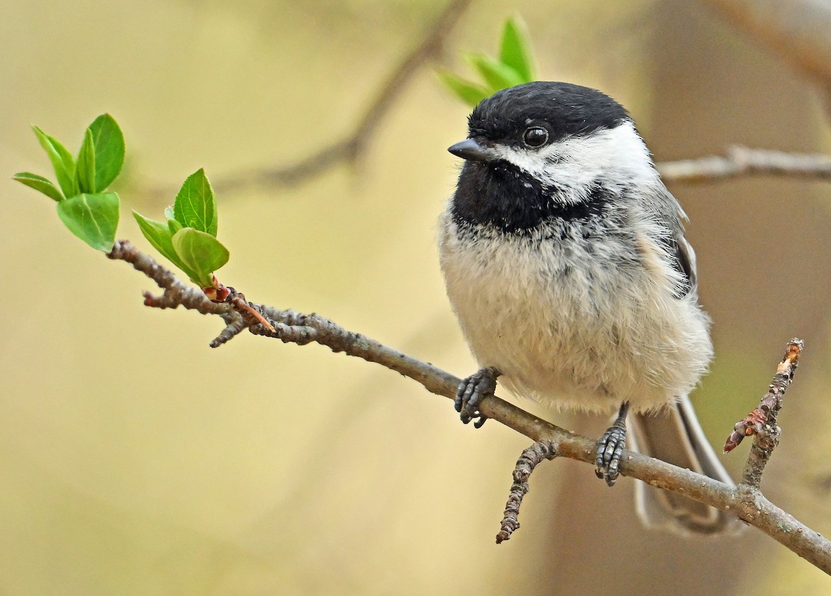 Black-capped Chickadee - Wayne Oakes