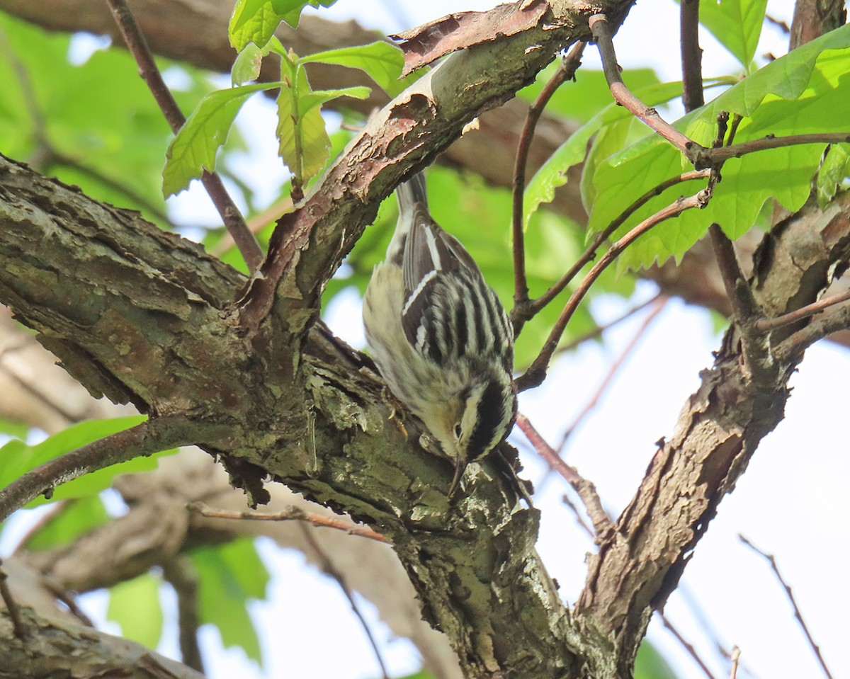 Black-and-white Warbler - Andrea Evans