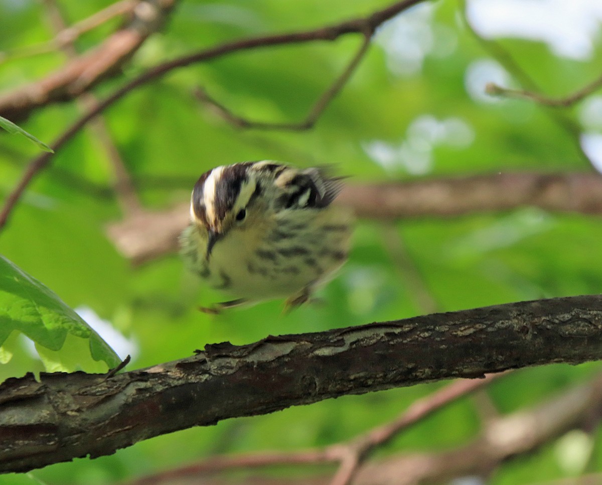 Black-and-white Warbler - ML618856560