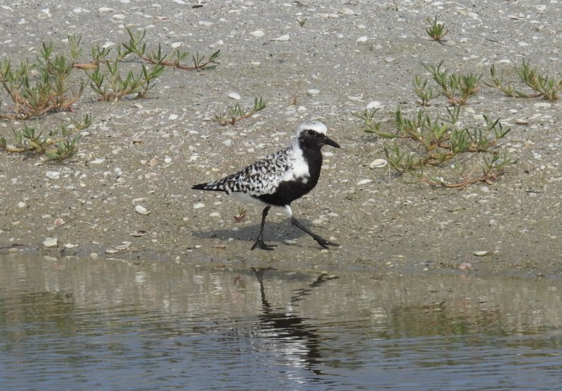 Black-bellied Plover - Denise Rychlik