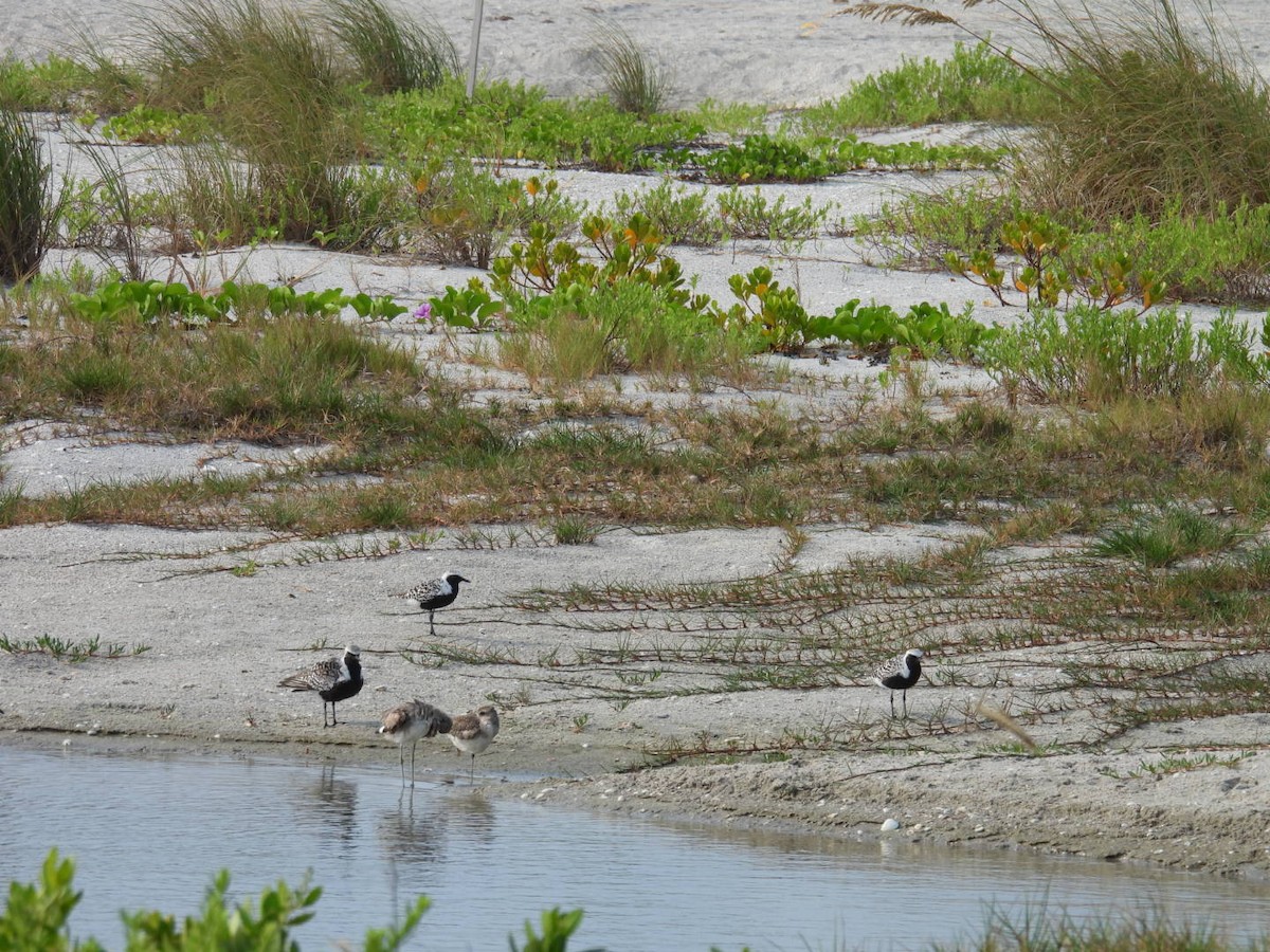 Black-bellied Plover - Denise Rychlik