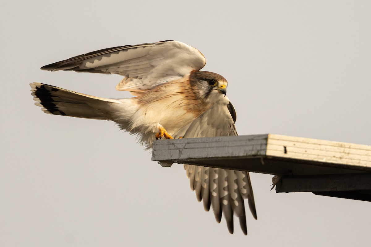 Nankeen Kestrel - John  Van Doorn