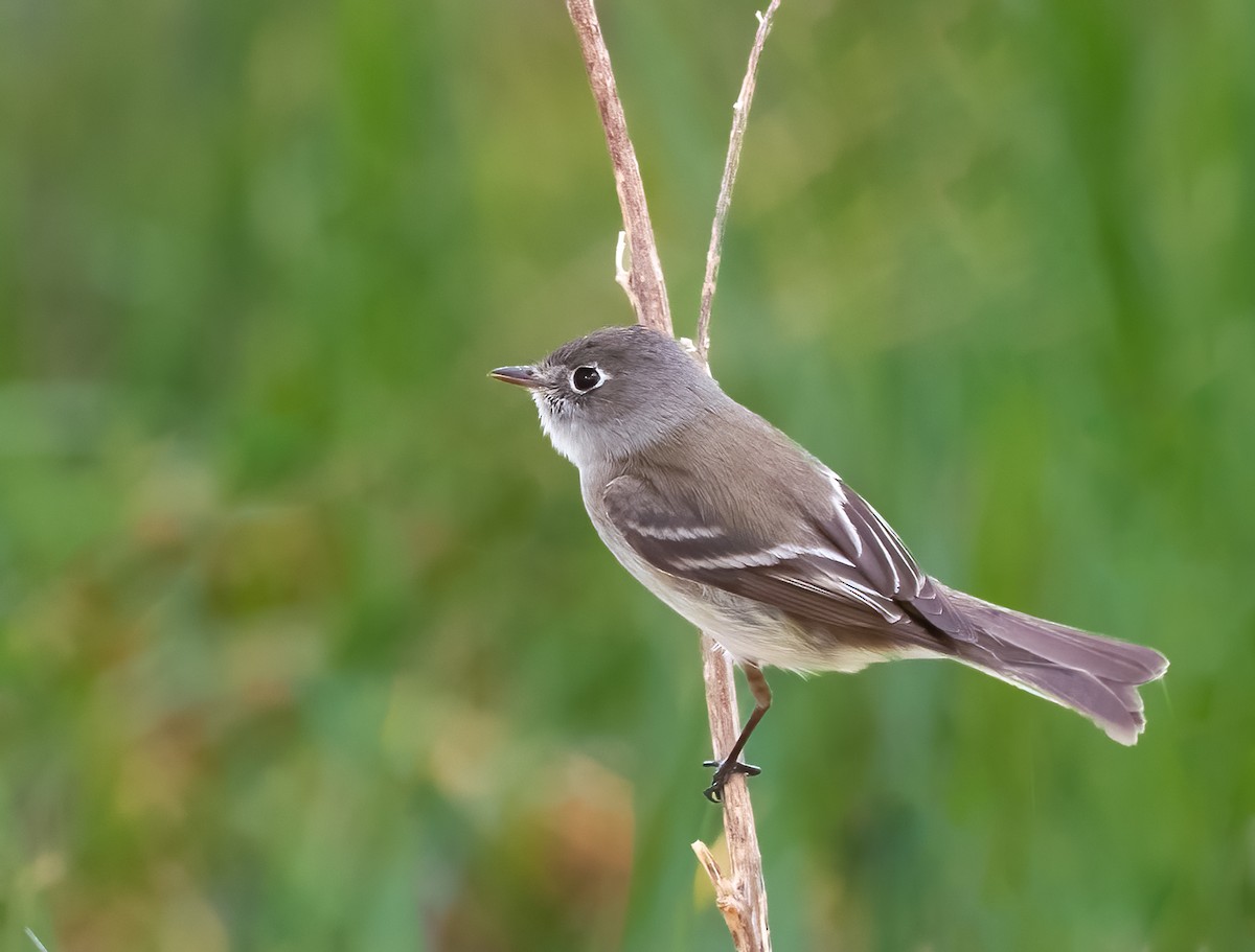 Least Flycatcher - Jim Merritt