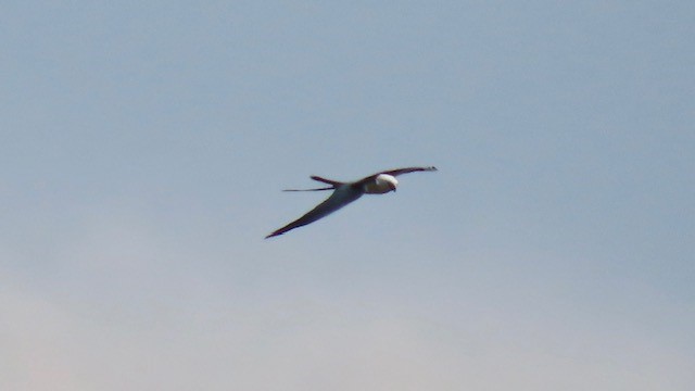 Swallow-tailed Kite - Bert Alm