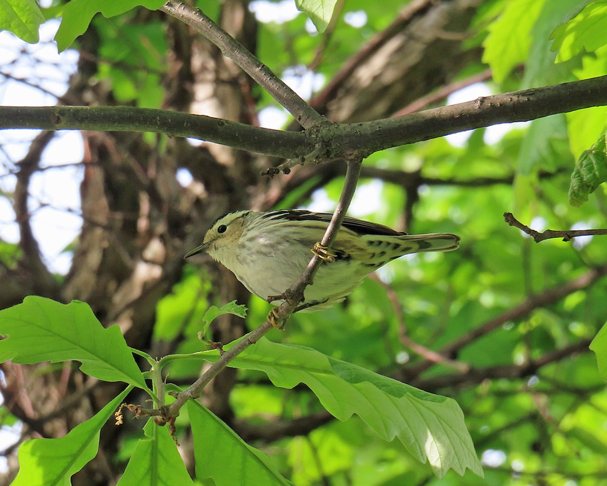 Black-and-white Warbler - ML618856586