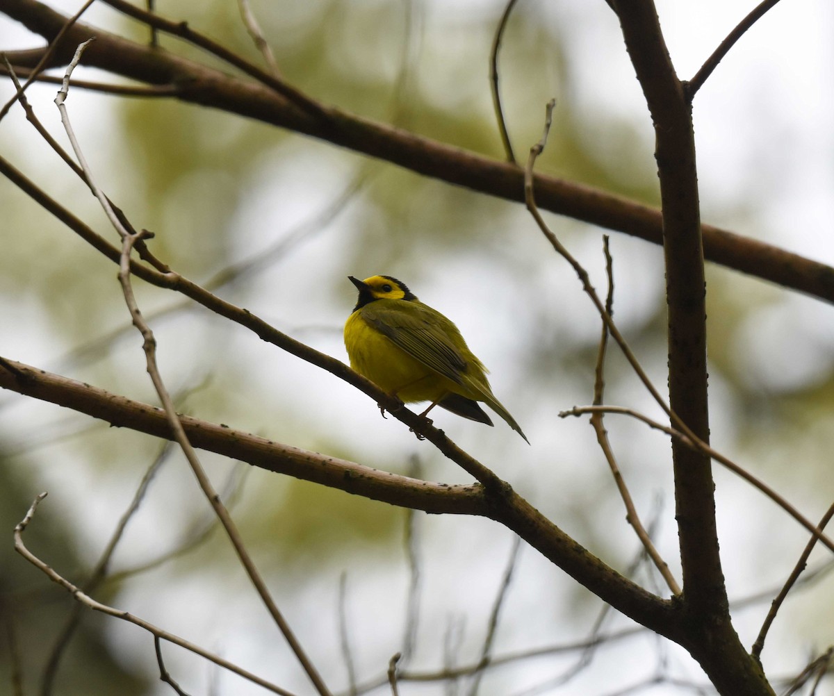 Hooded Warbler - Rich Ashcraft