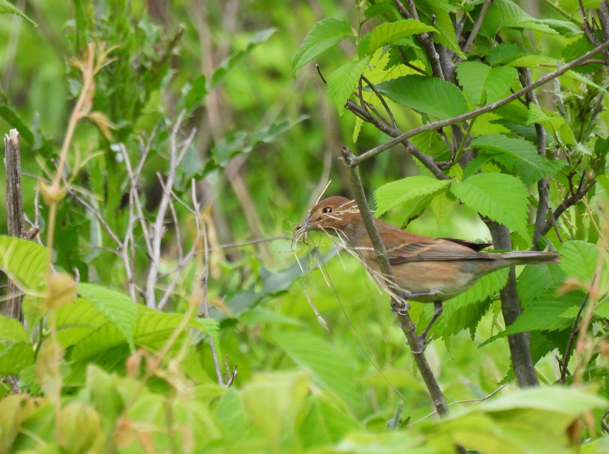 Indigo Bunting - Corvus 𓄿