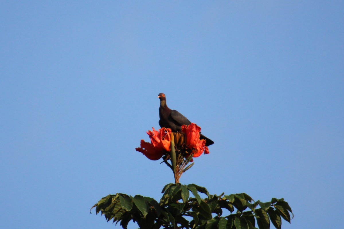 Scaly-naped Pigeon - Damaris Cardona Aponte