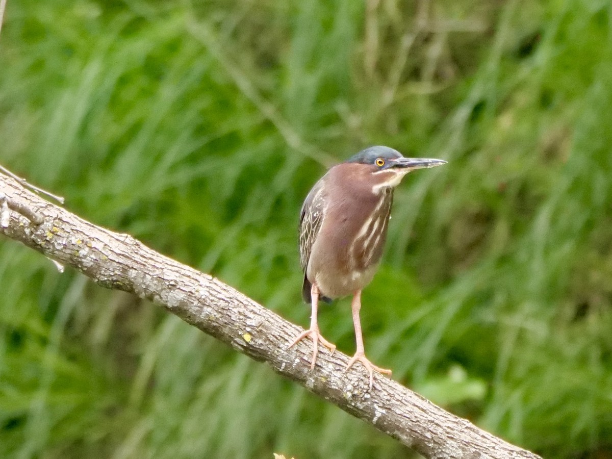 Green Heron - Martin Byhower