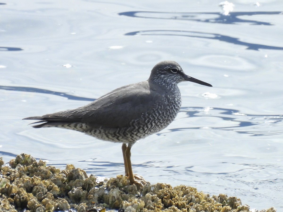 Wandering Tattler - Jeff Sauer