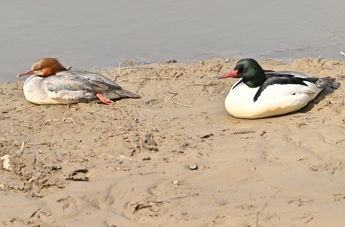 Common Merganser - Wayne Oakes