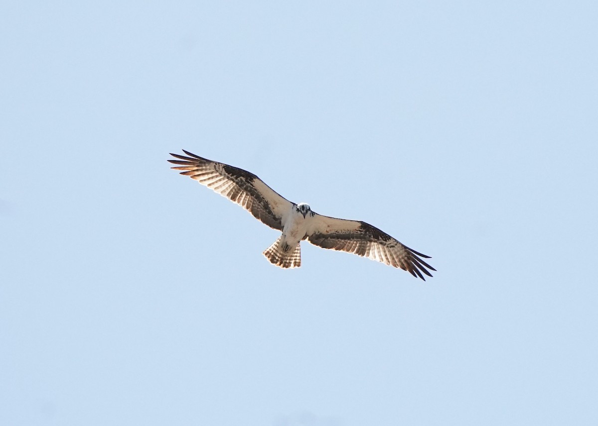 Osprey - Pam Hardy