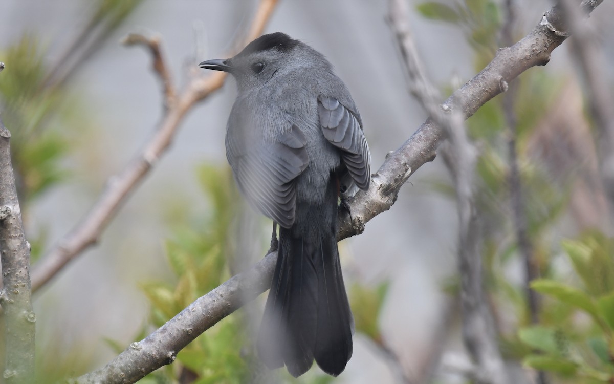 Gray Catbird - eric masterson