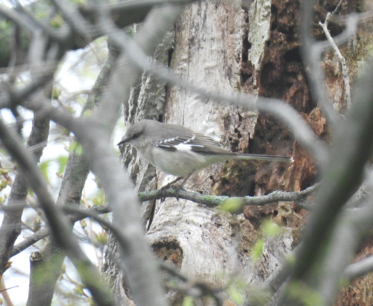 Northern Mockingbird - Jay Solanki