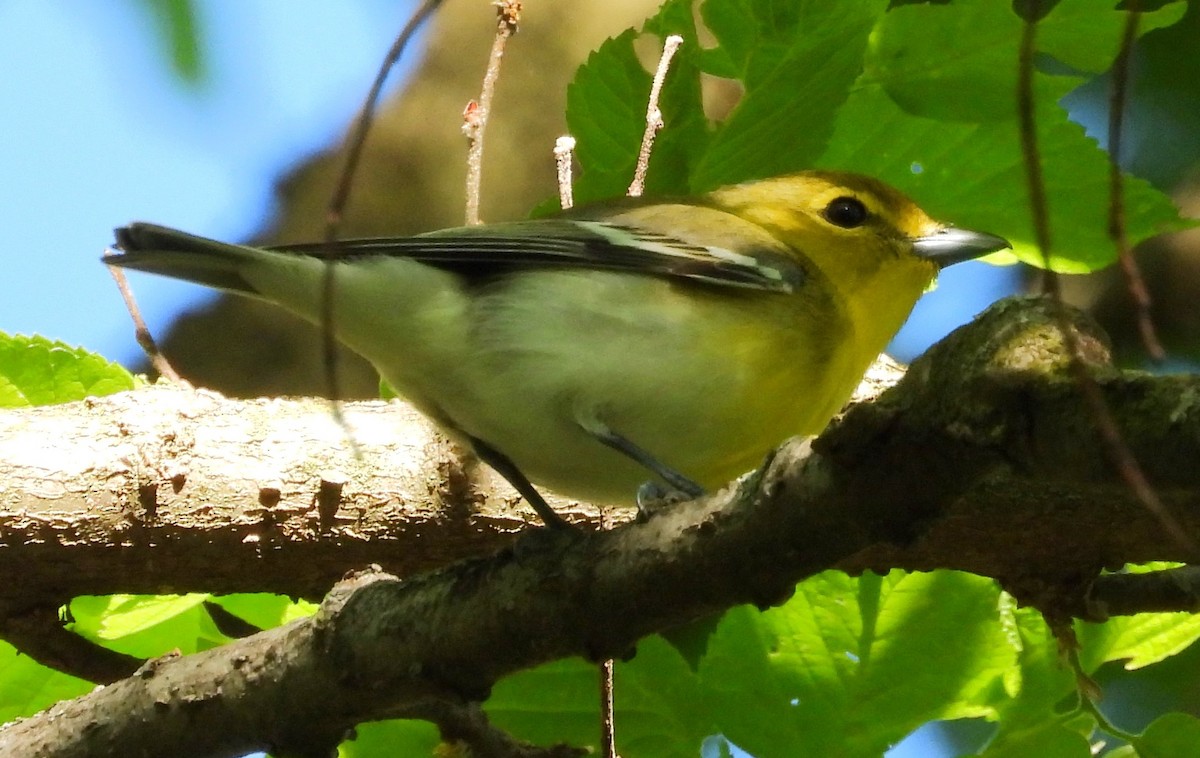 Yellow-throated Vireo - Walt Lutz