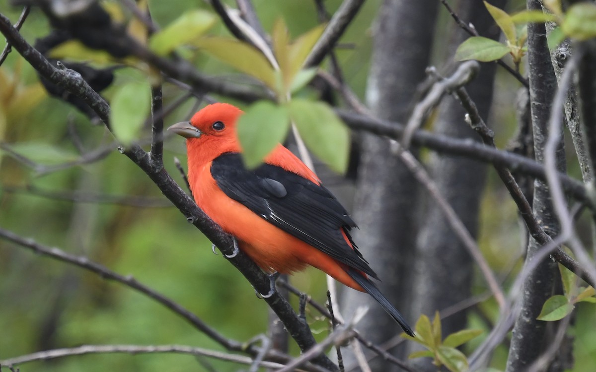Scarlet Tanager - eric masterson