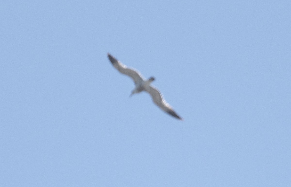 Ring-billed Gull - Mark Rauzon