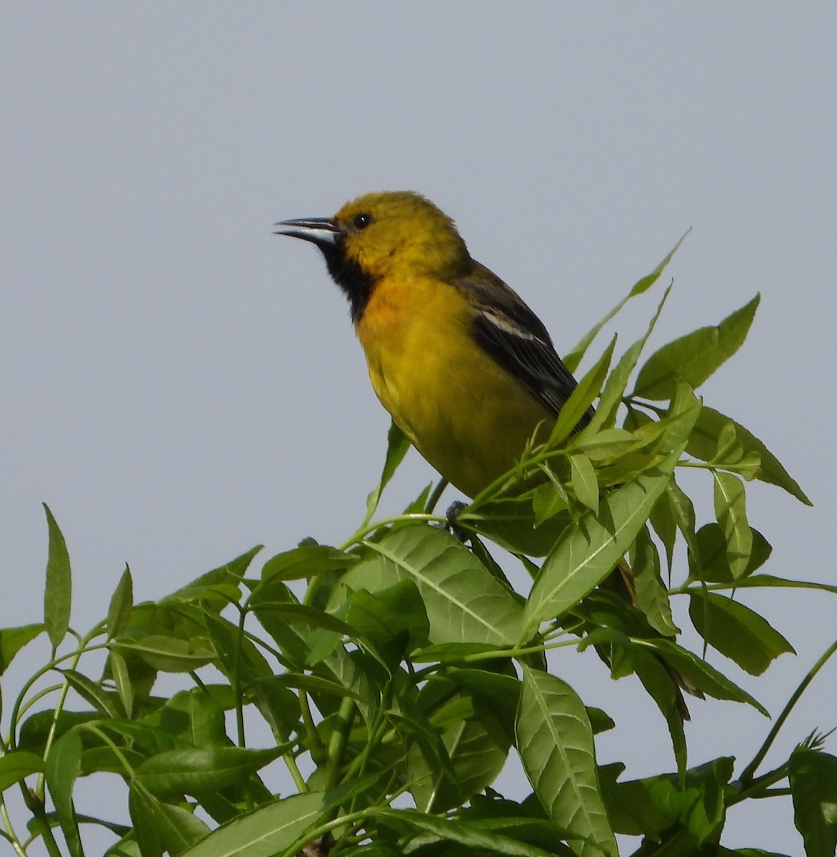 Orchard Oriole - ML618856748