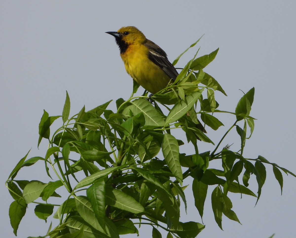 Orchard Oriole - ML618856750