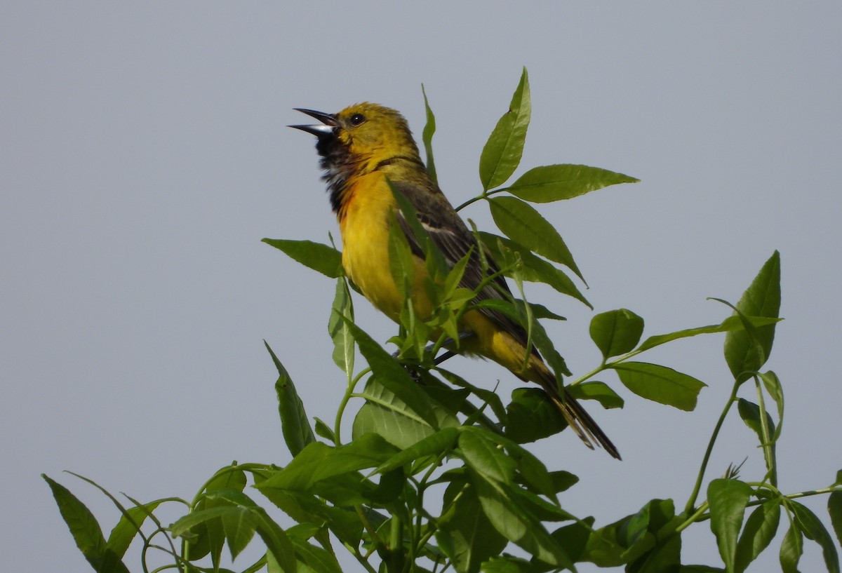 Orchard Oriole - ML618856751